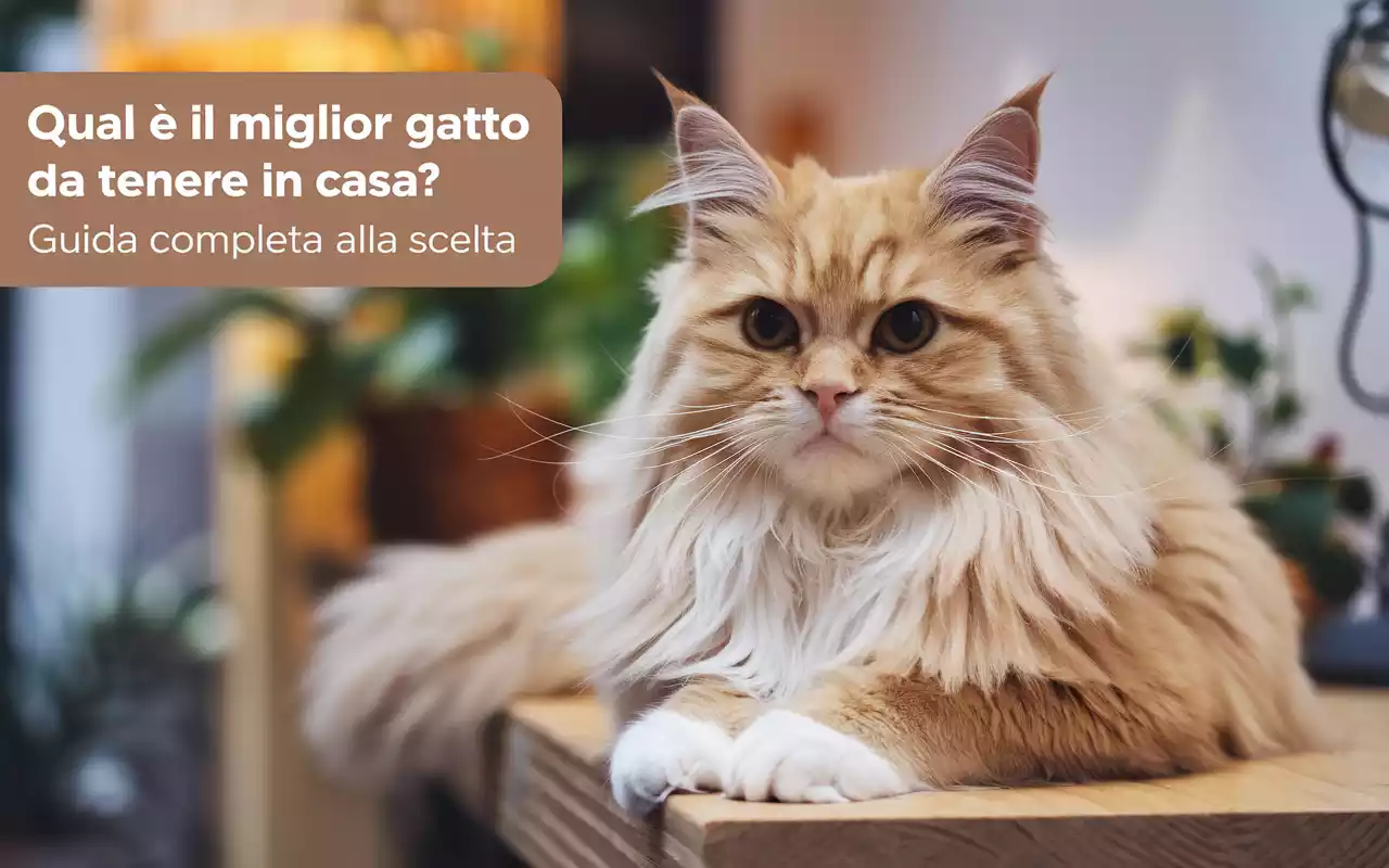 Qual è il Miglior Gatto da Tenere in Casa? Guida Completa alla Scelta